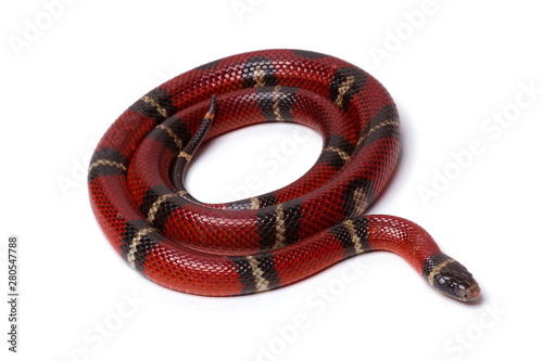 Red-black Milk snake isolated on white background photo