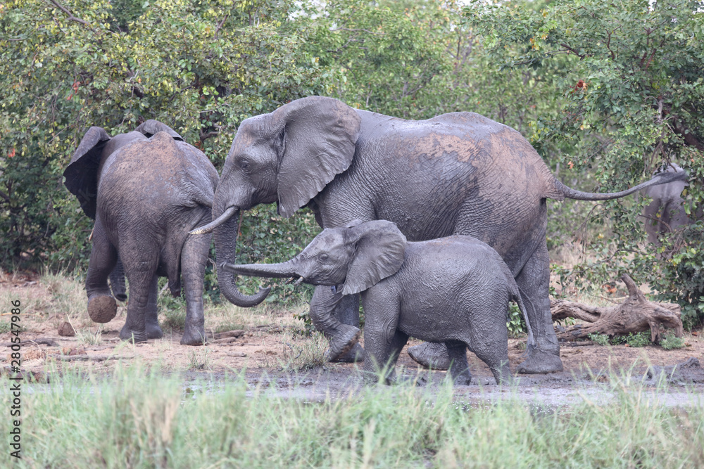 Fototapeta premium Afrikanischer Elefant / African elephant / Loxodonta africana