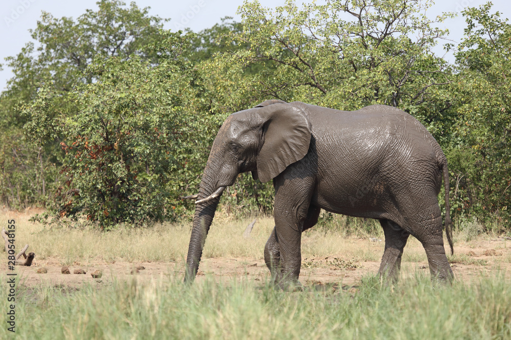 Afrikanischer Elefant / African elephant / Loxodonta africana