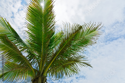 Palm treetop against cloudy sky