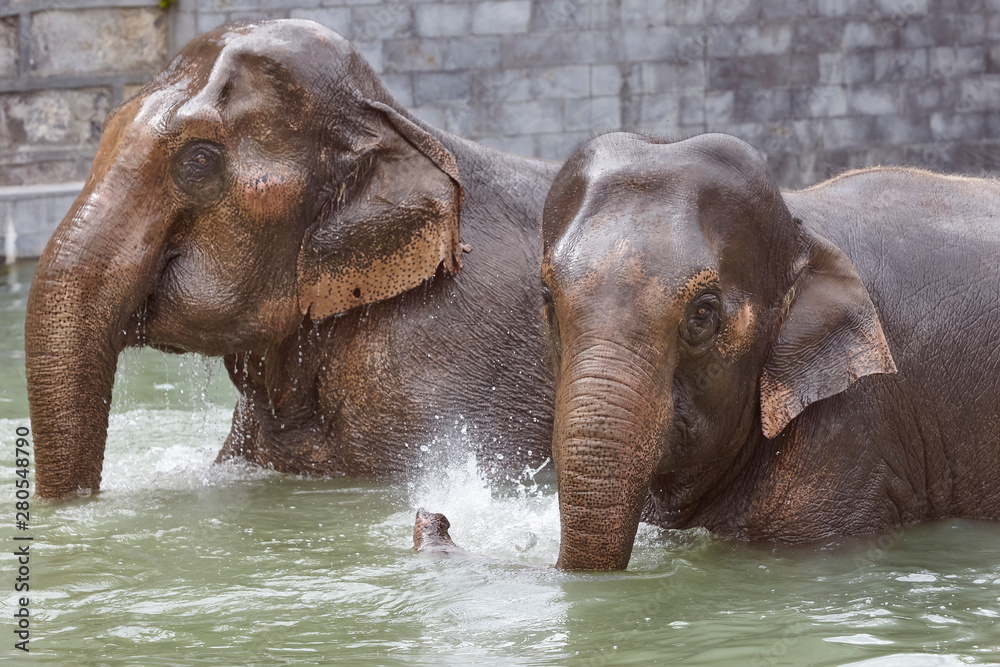 Two elephants playing in the water