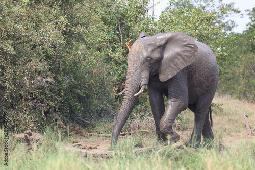 Afrikanischer Elefant / African elephant / Loxodonta africana