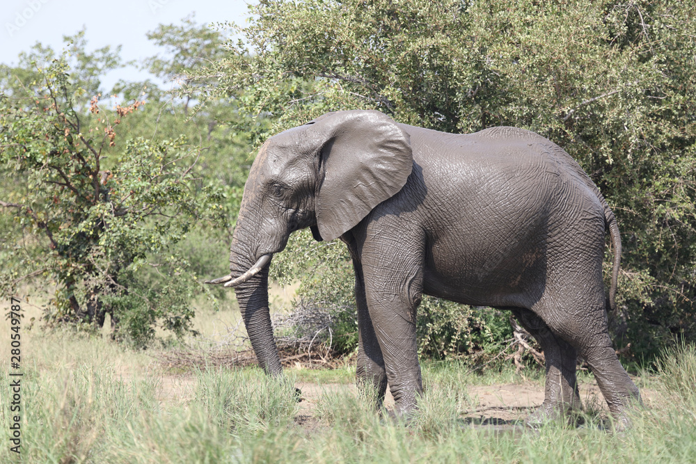 Fototapeta premium Afrikanischer Elefant / African elephant / Loxodonta africana