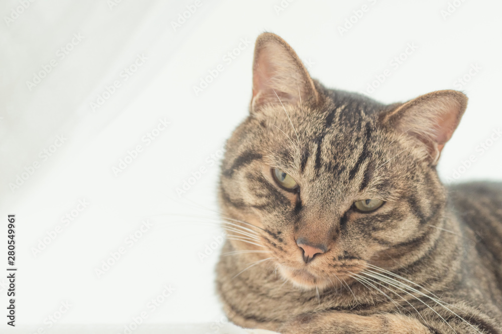 不機嫌そうな顔のキジトラ柄の猫 - 室内の飼い猫の素材