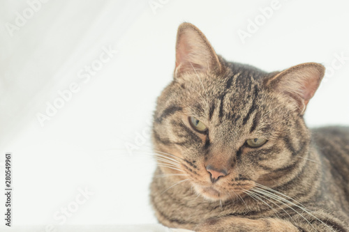 不機嫌そうな顔のキジトラ柄の猫 - 室内の飼い猫の素材