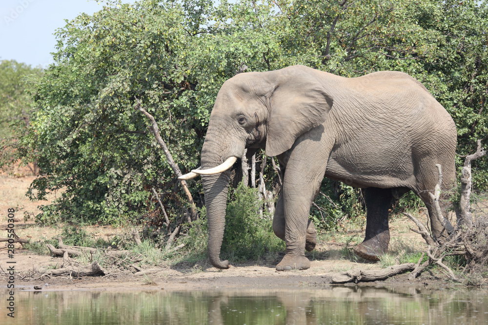 Obraz premium Afrikanischer Elefant / African elephant / Loxodonta africana