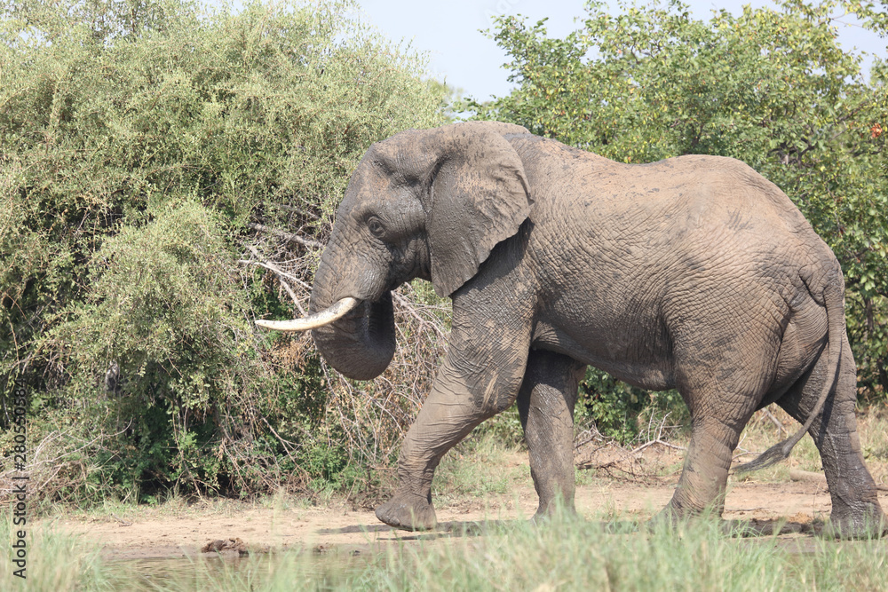 Afrikanischer Elefant / African elephant / Loxodonta africana