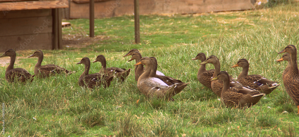 rangée de canards et canes dans un pré rangée de canards et canes dans un pré