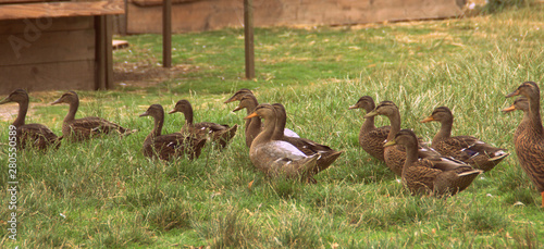 rangée de canards et canes dans un pré photo