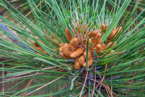Cones on a pine photo