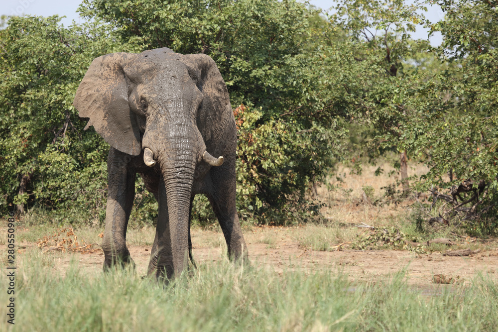 Fototapeta premium Afrikanischer Elefant / African elephant / Loxodonta africana