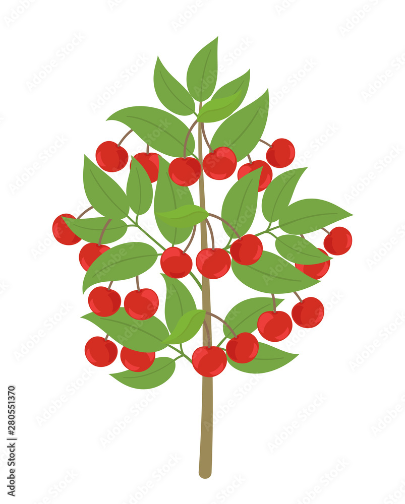 Cherry tree. Vector illustration. Cherries fruit tree plant. Flat