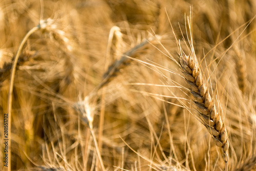 Golden ears of wheat on the field. Autumn mood. Spikes of rye