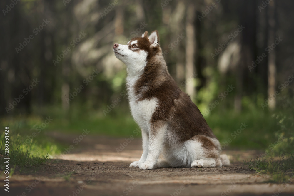 Siberian husky puppy in pine forest