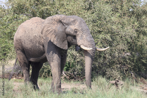 Afrikanischer Elefant   African elephant   Loxodonta africana