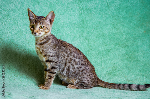 Savannah cat lying on a turquoise background