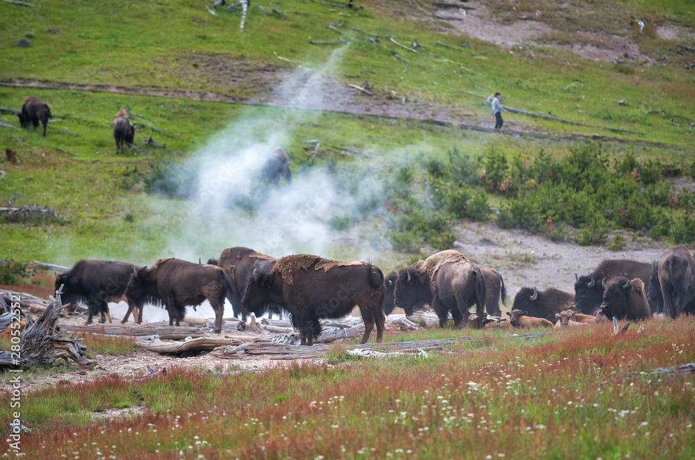 A herd of bison moving along the Yellowstone National Park, Wyoming, USA