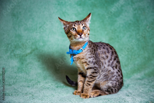 Savannah cat lying on a turquoise background