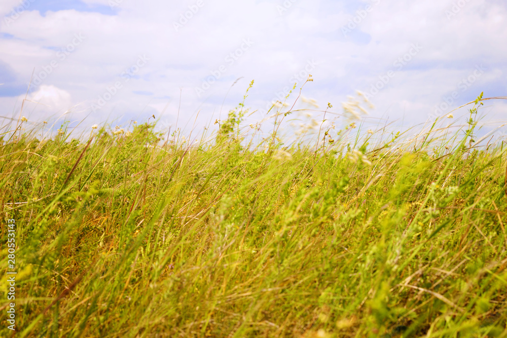 Meadow grass against the sky with clouds Meadow grass against the sky with clouds