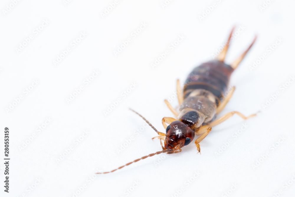 earwig insect on a white background macro close up image
