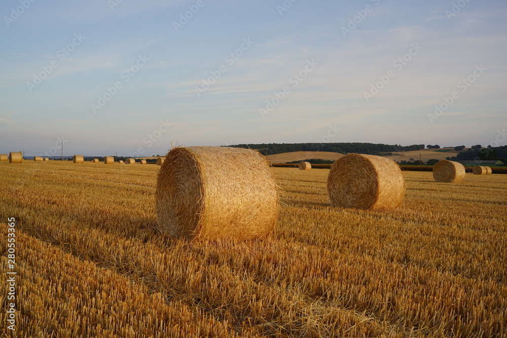 Fototapeta premium Paysage Campagne 516