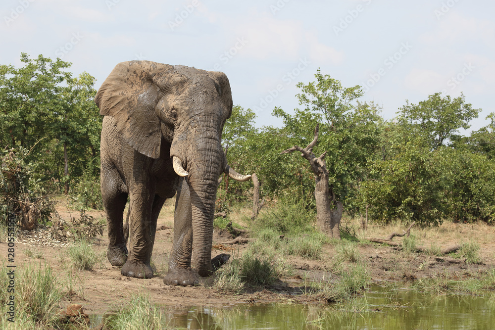 Fototapeta premium Afrikanischer Elefant / African elephant / Loxodonta africana
