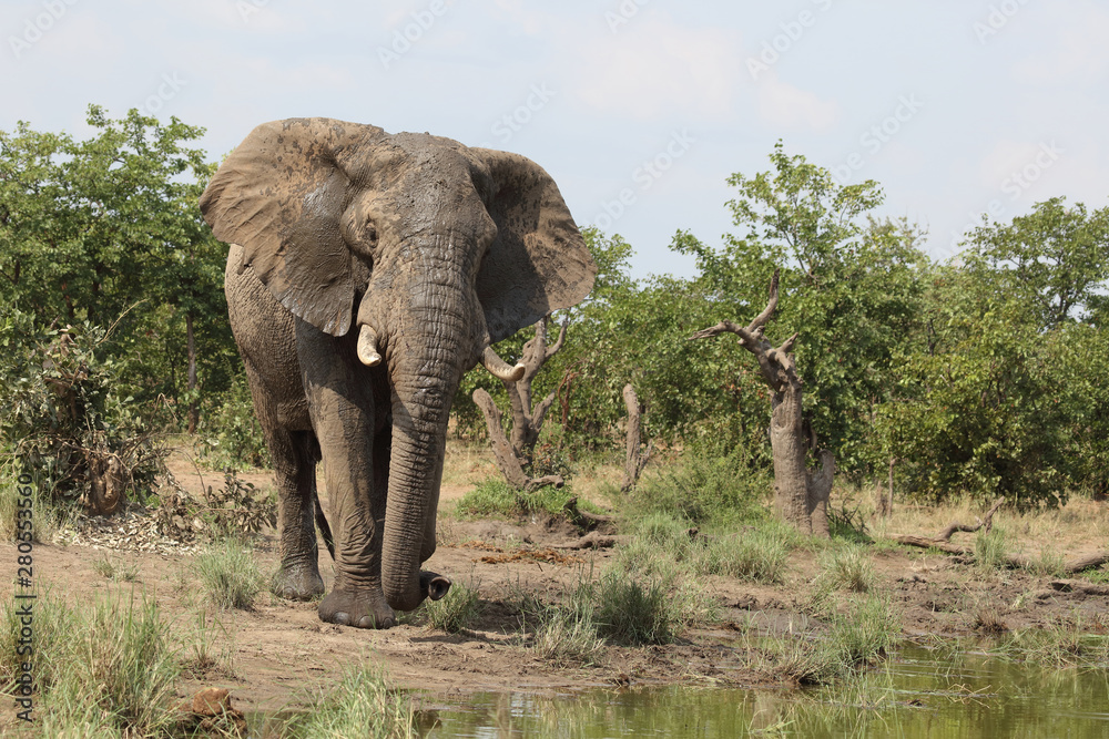 Fototapeta premium Słoń afrykański / Słoń afrykański / Loxodonta africana