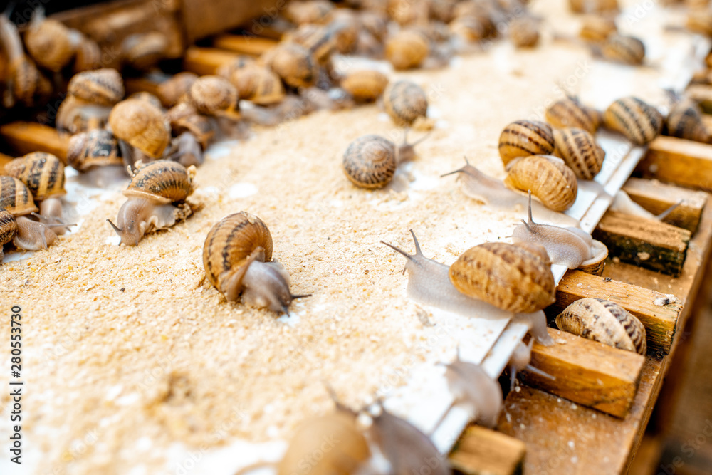 Lots of snails on a special shelves with feed on a farm for snails growing, close-up view