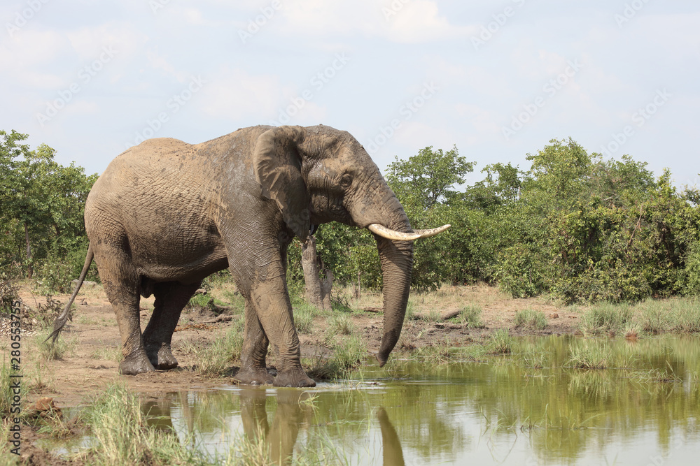 Fototapeta premium Słoń afrykański / Słoń afrykański / Loxodonta africana