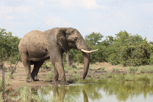 Afrikanischer Elefant   African elephant   Loxodonta africana