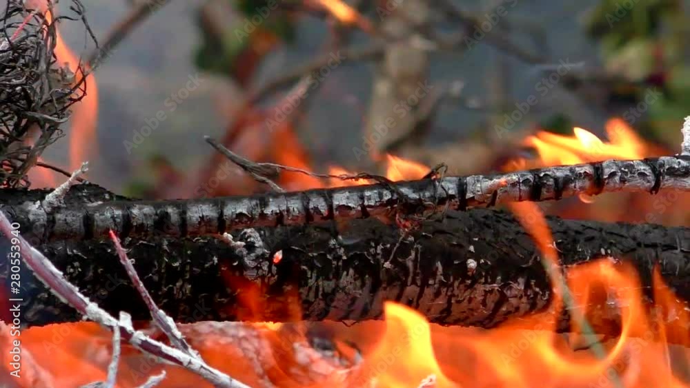 Flames of a forest fire burns trees and foliage. Threat to the flora and fauna of the flame. Flames of a forest fire burns trees and foliage. Threat to the flora and fauna of the flame.