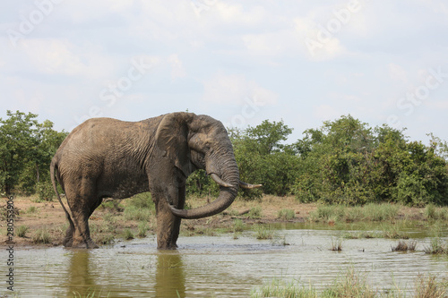 Afrikanischer Elefant   African elephant   Loxodonta africana