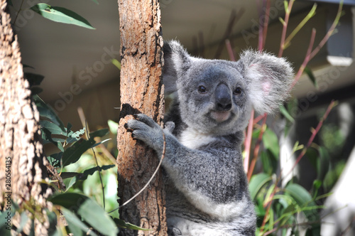 Photography Cute koala on a tree