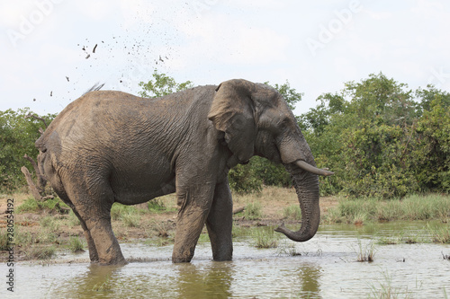 Afrikanischer Elefant   African elephant   Loxodonta africana