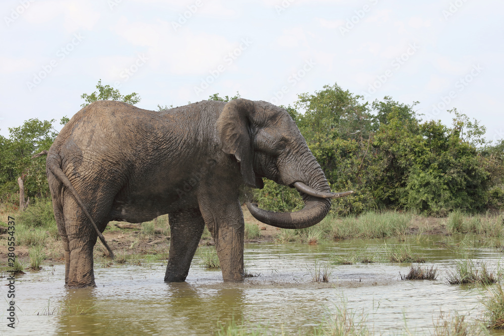 Afrikanischer Elefant / African elephant / Loxodonta africana Afrikanischer Elefant / African elephant / Loxodonta africana