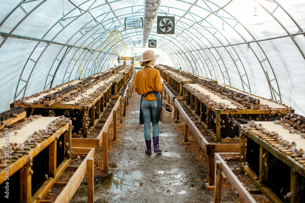Farmer walking in the hothouse of a farm for snails growing, rear view. Concept of farming snails for eating