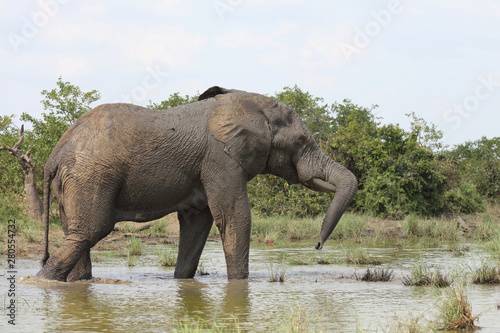 Afrikanischer Elefant / African elephant / Loxodonta africana