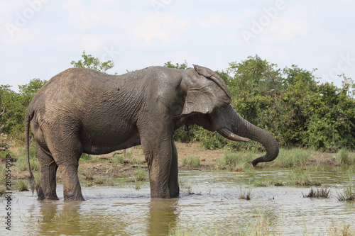 Afrikanischer Elefant / African elephant / Loxodonta africana