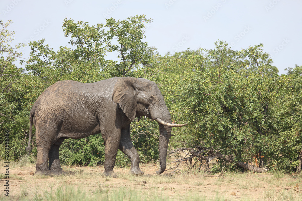 Afrikanischer Elefant / African elephant / Loxodonta africana Afrikanischer Elefant / African elephant / Loxodonta africana