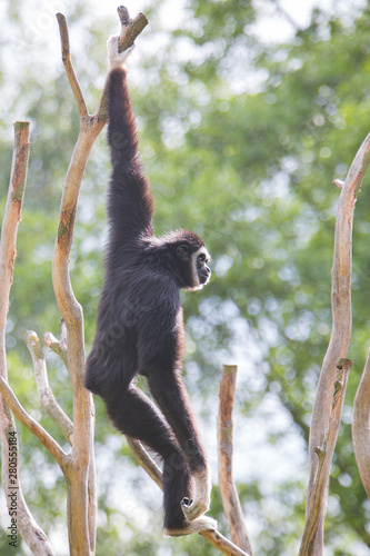 Gibbon hanging on a tree branch