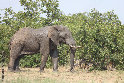 Afrikanischer Elefant   African elephant   Loxodonta africana