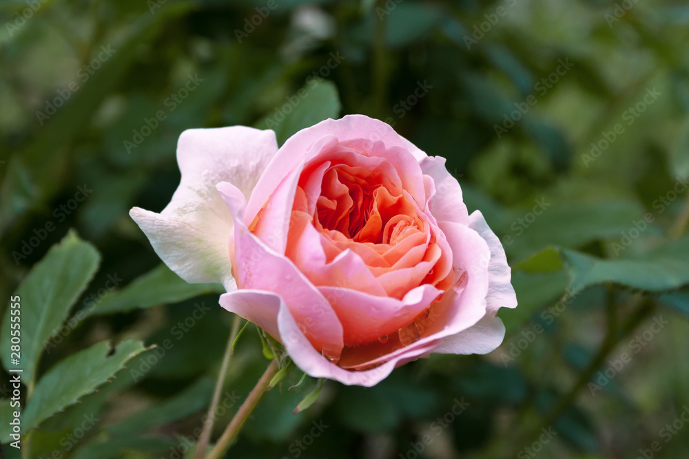 Fully open, gently pink with many shades of lovely rose flower plant Fully open, gently pink with many shades of lovely rose flower plant