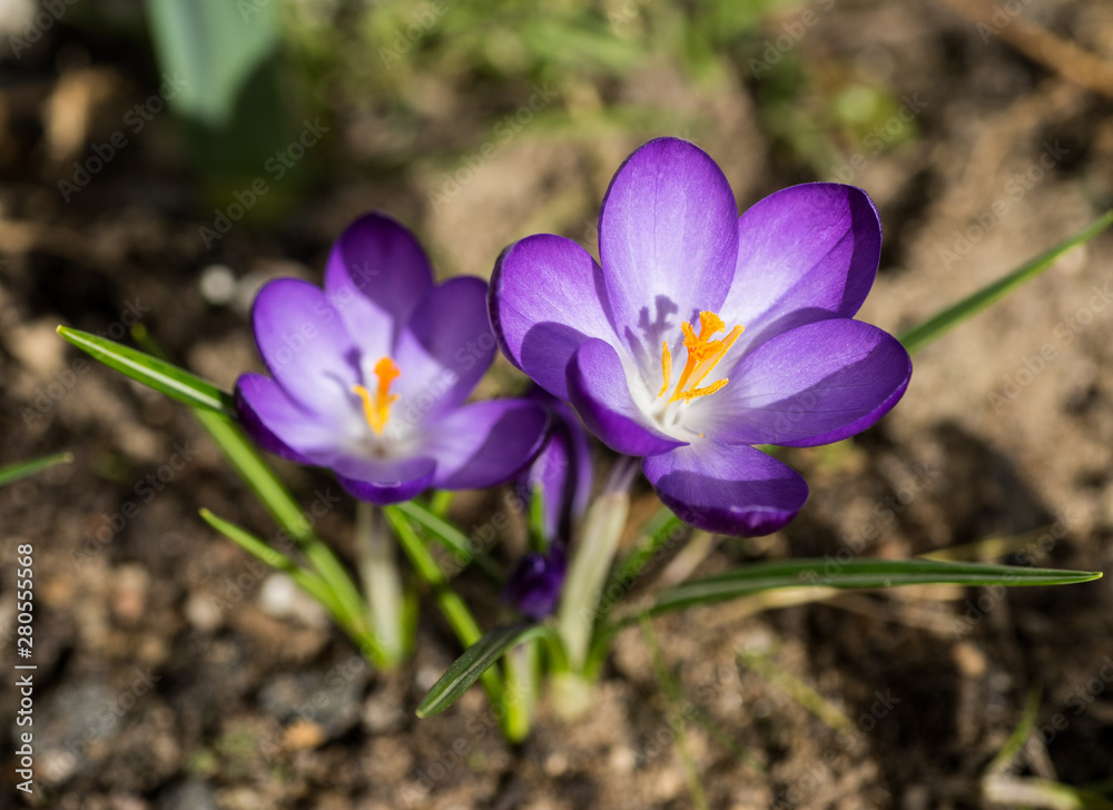 spring has come, anemones and crocuses in full bloom spring has come, anemones and crocuses in full bloom