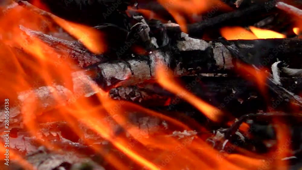 Flames of a forest fire burns trees and foliage. Threat to the flora and fauna of the flame. Flames of a forest fire burns trees and foliage. Threat to the flora and fauna of the flame.