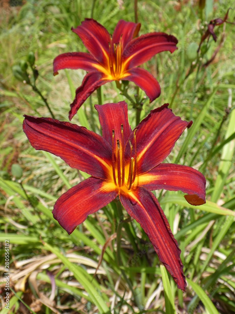 Duo of superb two tone Daylily (Hemerocallis) red and yellow Duo of superb two tone Daylily (Hemerocallis) red and yellow