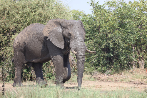 Afrikanischer Elefant   African elephant   Loxodonta africana