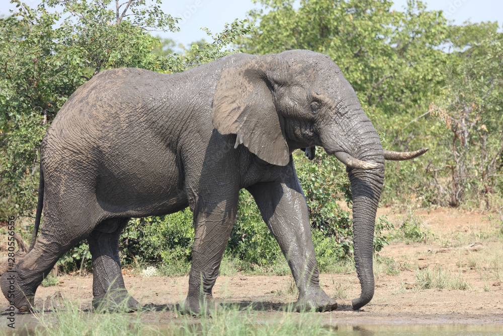 Afrikanischer Elefant / African elephant / Loxodonta africana Afrikanischer Elefant / African elephant / Loxodonta africana