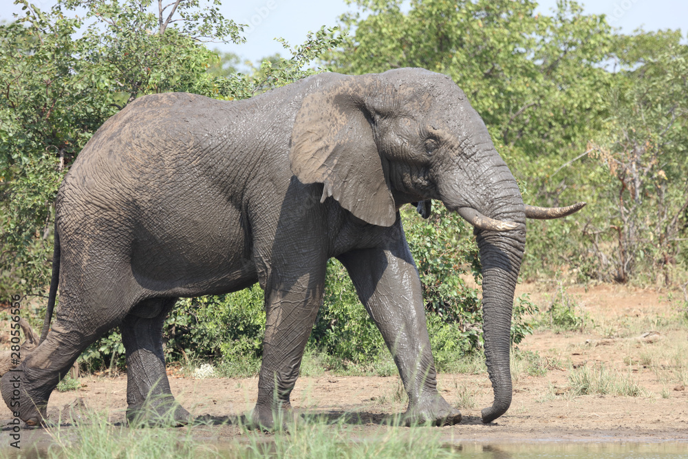 Afrikanischer Elefant / African elephant / Loxodonta africana