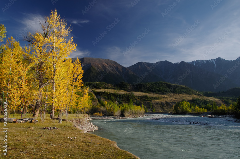 Sunset autumn turquoise mountain river stream with yellow fall birch tree