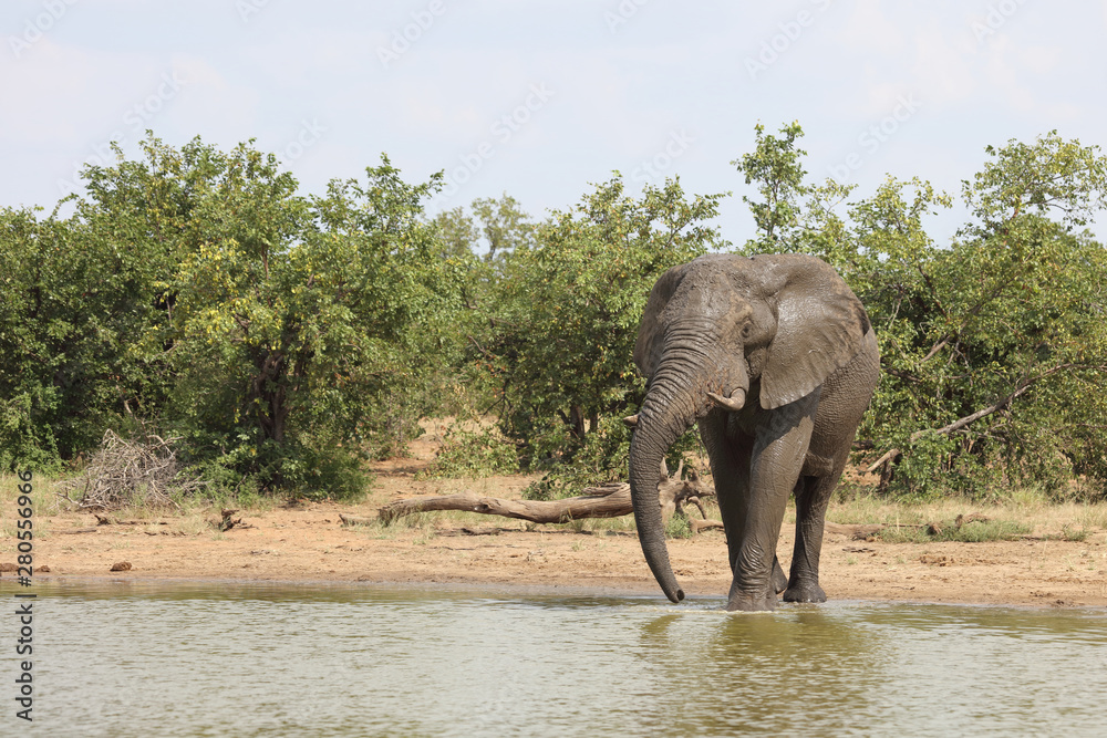Fototapeta premium Afrikanischer Elefant / African elephant / Loxodonta africana